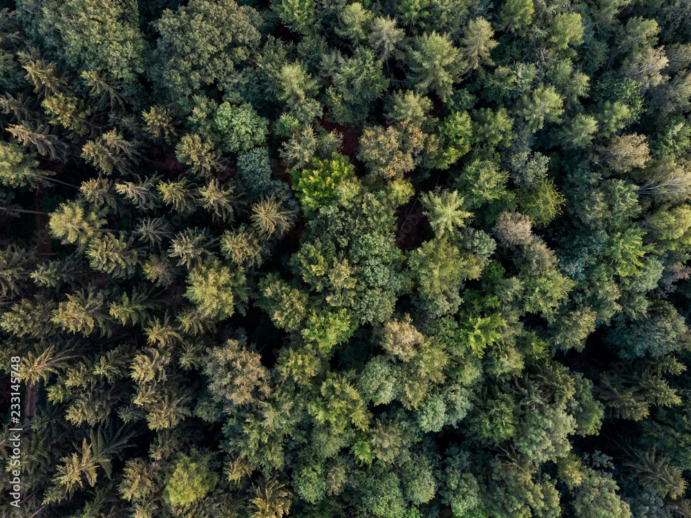 Naklejka premium Wald von Oben - Luftaufnahme