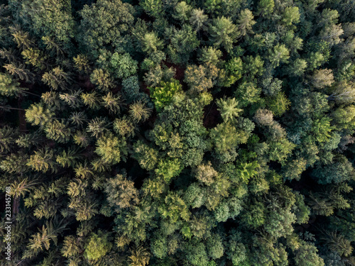 Wald von Oben - Luftaufnahme photo