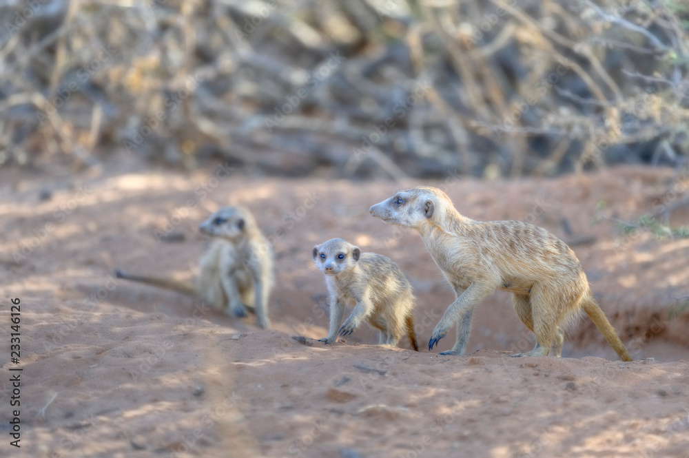 Fototapeta premium SURICATE (Suricata siricata) aka Meerkats in the Kalahari desert 