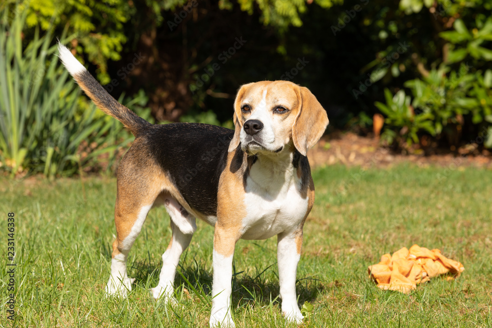 Beagle dog playing in the garden