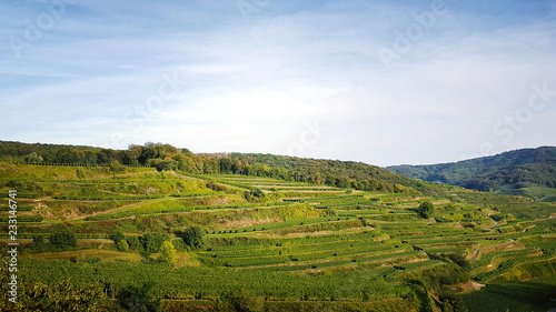 Des vignes en Allemagne