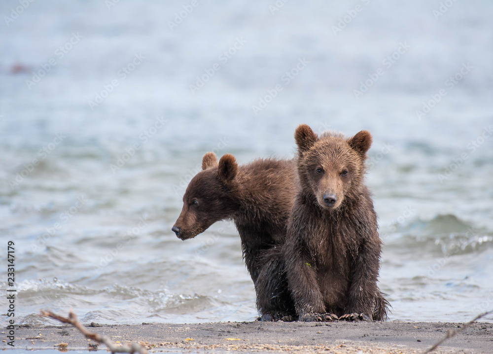 The Kamchatka brown bear is a subspecies of the brown bear, common on the territory of Eurasia. It differs from its relatives living in Siberia by its larger size and docile nature. The Kamchatka brown bear is a subspecies of the brown bear, common on the territory of Eurasia. It differs from its relatives living in Siberia by its larger size and docile nature.