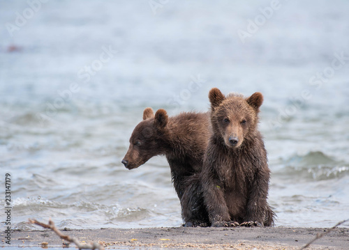 The Kamchatka brown bear is a subspecies of the brown bear, common on the territory of Eurasia. It differs from its relatives living in Siberia by its larger size and docile nature.