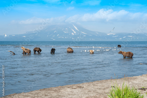 Принти на полотні The Kamchatka brown bear is a subspecies of the brown bear, common on the territory of Eurasia
