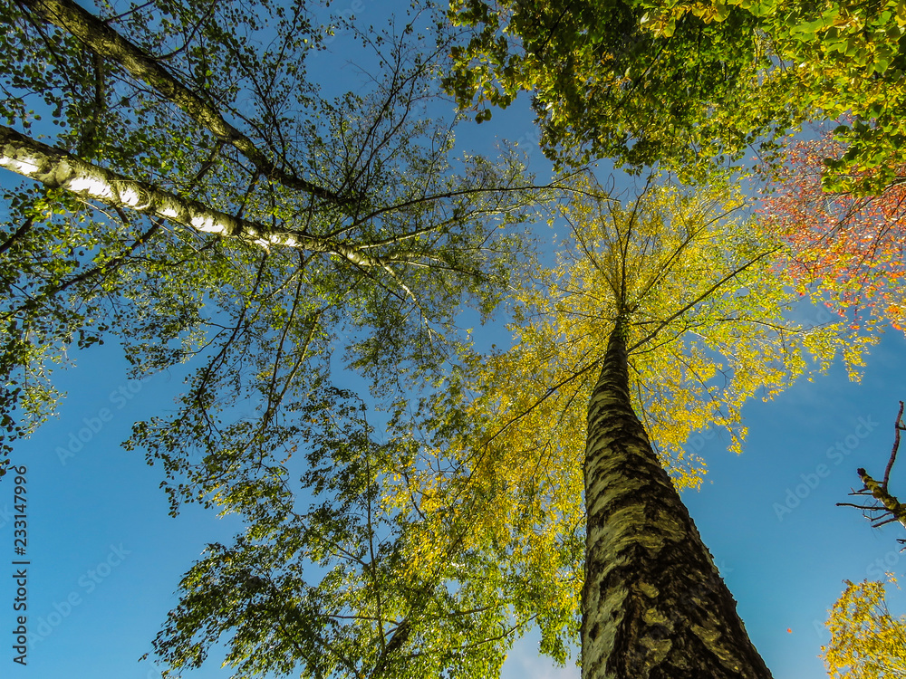 Fototapeta premium tree with green leaves