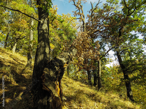 autumn in the park