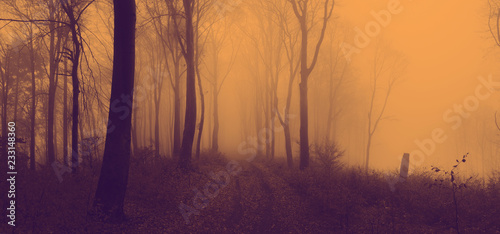 Fairy tale foggy forest during autumn moody morning