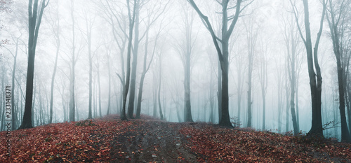 Fairy tale foggy forest dur...