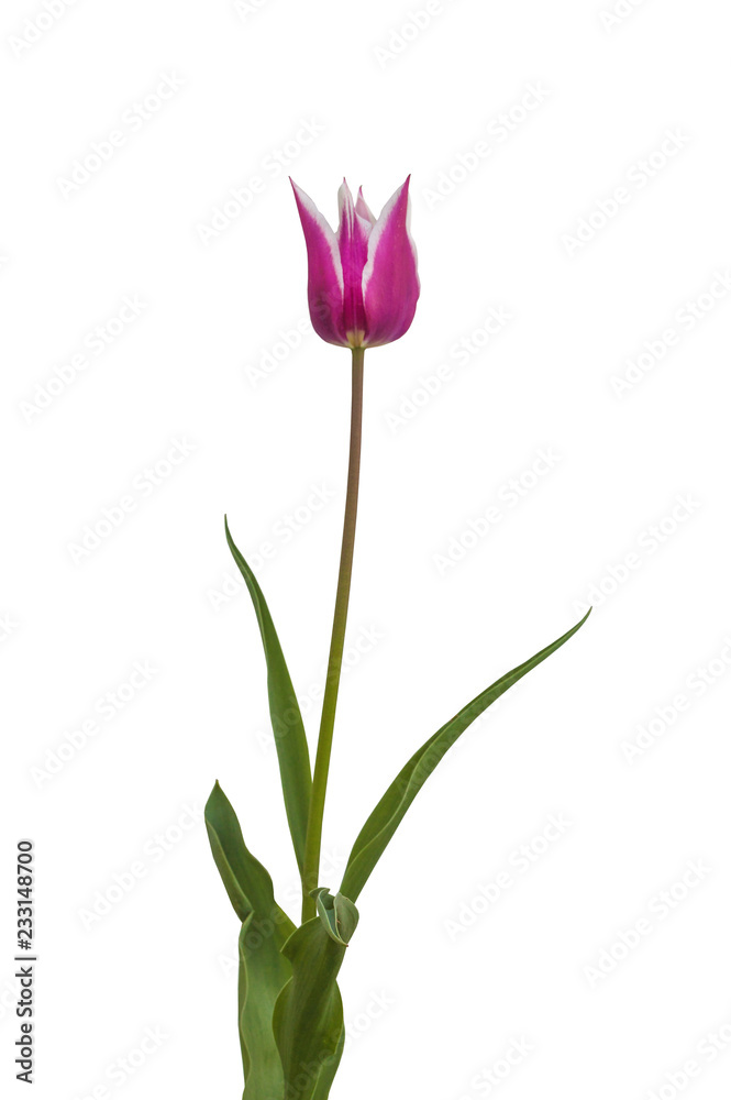 Lilyflowering  tulip 