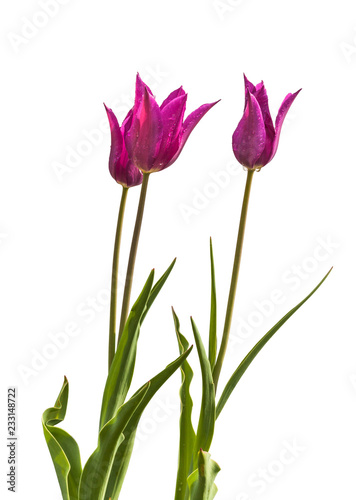 Three Lilyflowering magente tulips variety Burgundy   with water drops after watering