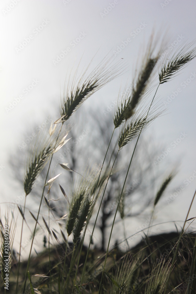 Fototapeta premium villa quintili