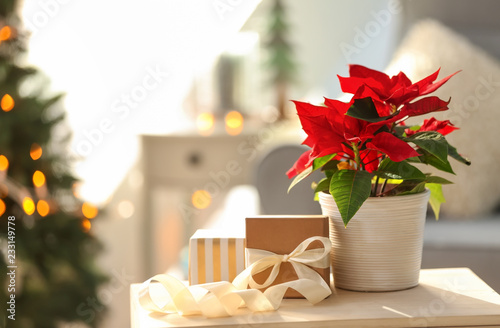 Christmas flower poinsettia with gift boxes on light table photo