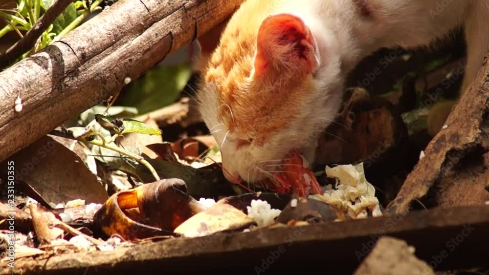 Stray cat scavenge for left over food thrown in the backyard Stray cat scavenge for left over food thrown in the backyard