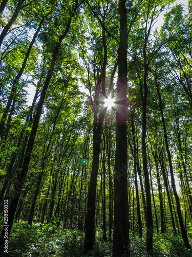 morning in the forest