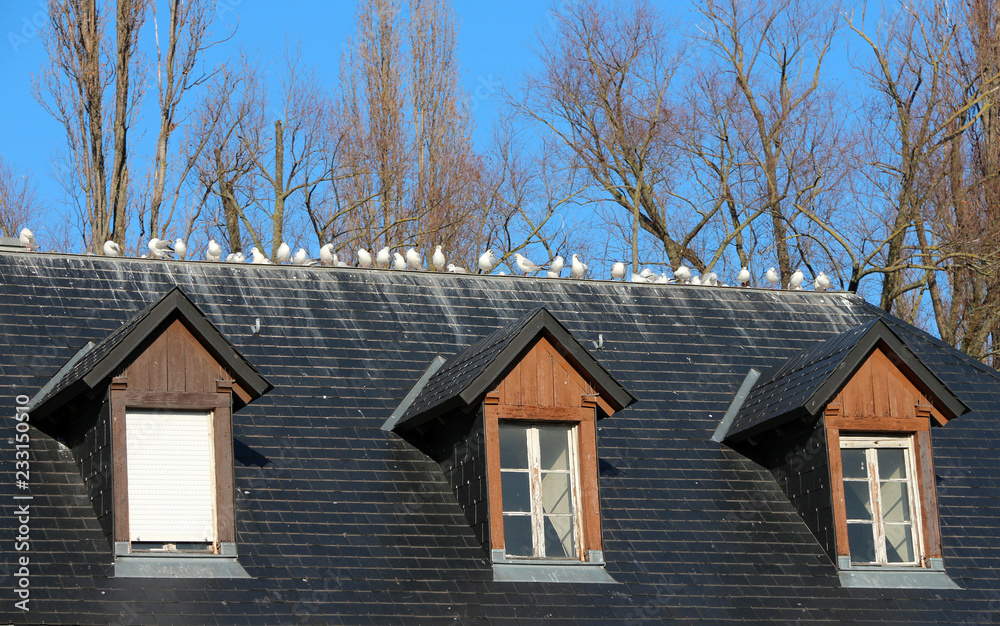 Flock of seagulls on a roof