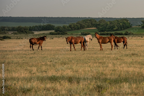 Horses on the autumn field