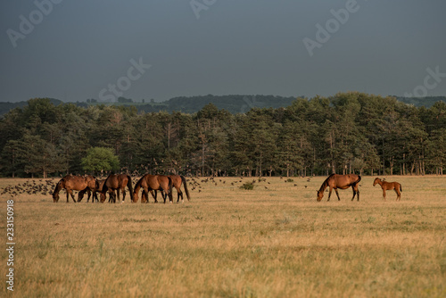 Fototapeta Naklejka Na Ścianę i Meble -  Horses on the autumn field