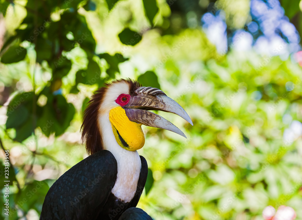 Fototapeta premium Wreathed Hornbill bird in Bali Island Indonesia