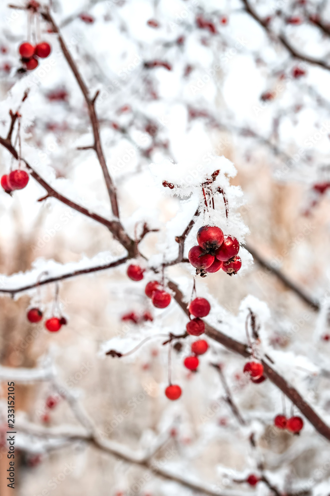 Winter landscape. Snowy nature. Snow-covered forest.