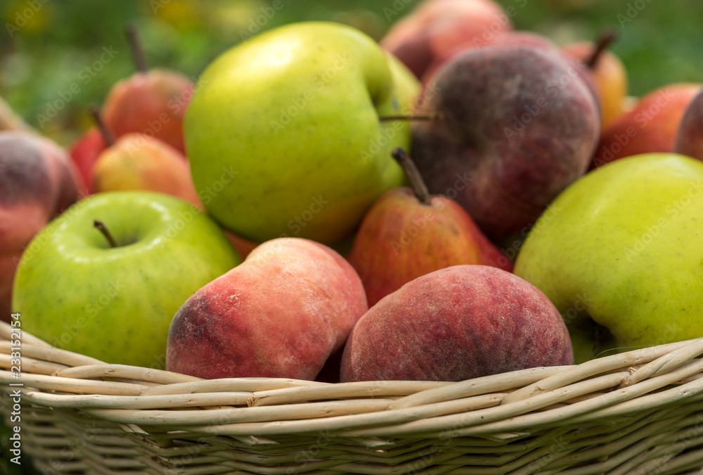basket, fruit, apple, food, red, apples, fresh, healthy, ripe, isolated, autumn, white, organic, harvest, wicker, freshness, agriculture, juicy, sweet, nature, vegetarian, crop, green, diet, delicious basket, fruit, apple, food, red, apples, fresh, healthy, ripe, isolated, autumn, white, organic, harvest, wicker, freshness, agriculture, juicy, sweet, nature, vegetarian, crop, green, diet, delicious