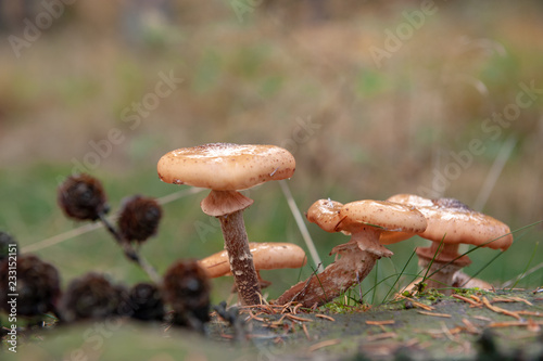 Close-up of a group of mushrooms in a forest near Hooghalen, the netherlands