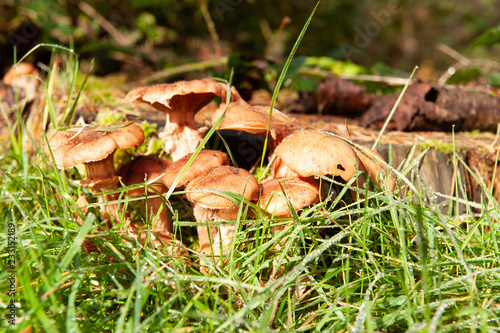 Close-up of a group of mushrooms in a forest near Hooghalen, the netherlands photo