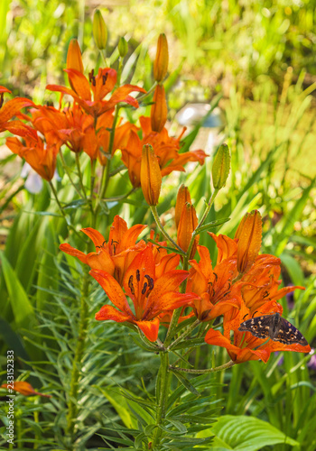 Fototapeta Naklejka Na Ścianę i Meble -  Saffron lily  with drops of water and  butterfly Apatura metis  in the garden