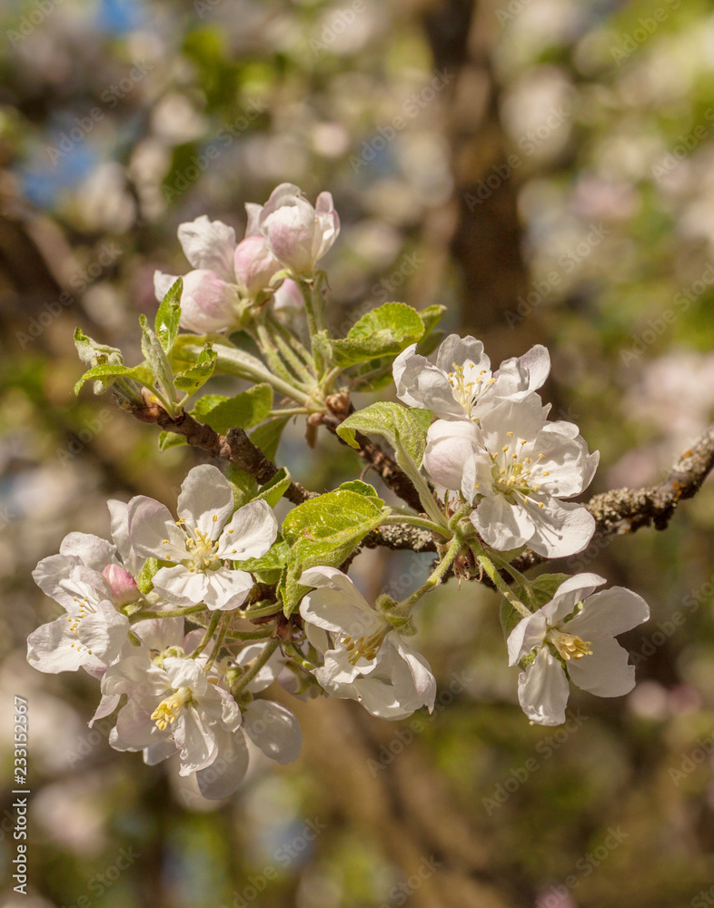 Obraz premium apple blossom_1030