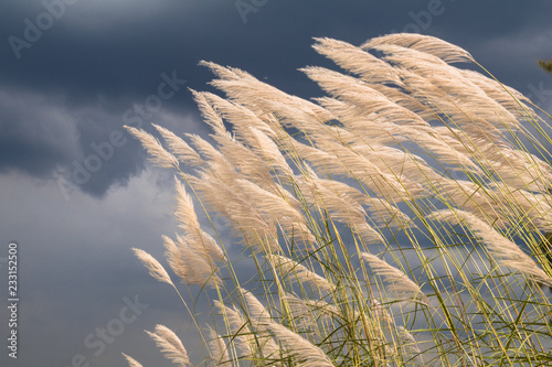 Saccharum Spontaneum flower, Kans grass,wild sugarcane grass flower.
