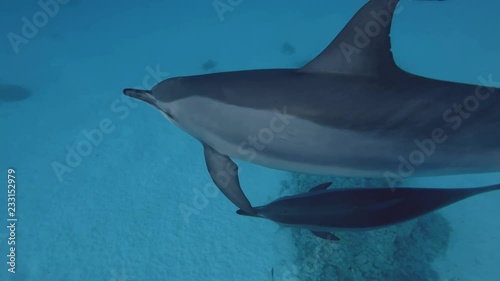 Family of Dolphins, mom with baby slowly swim in the blue water. Top view. Spinner Dolphin,  Stenella longirostris, Red Sea, Sataya Reef, Marsa Alam, Egypt, Africa photo