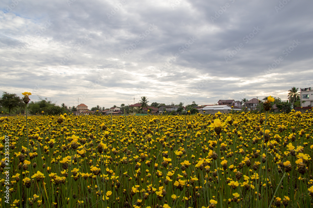Obraz premium Yellow Flowers Field