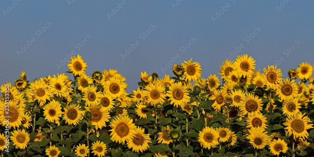 Fototapeta premium Jesienna panorama pola słoneczników na tle pięknego niebieskiego nieba