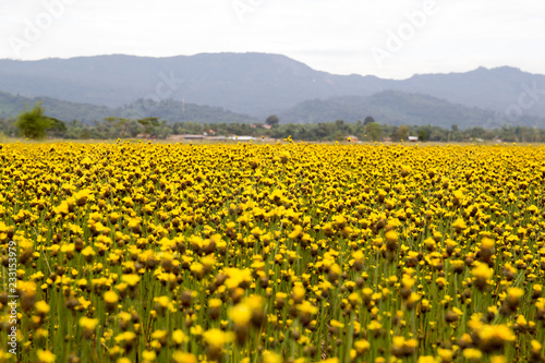 Yellow Flowers Field