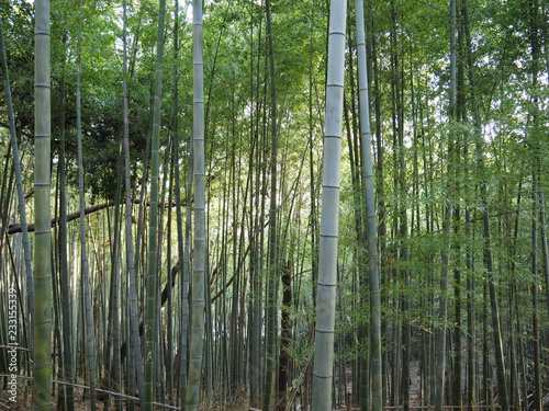 竹林(bamboo forest)