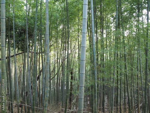        bamboo forest 