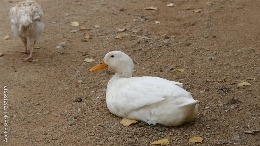 white duck hd video, cute domestic white village duck, white duck hd video, cute domestic white village duck,