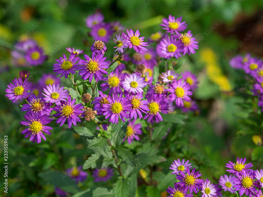 Aster sauvage 'Edo Murasaki' (Aster ageratoides). D'origine asiatique, une fleur d'automne de floraison colorée aux tiges sombres 
