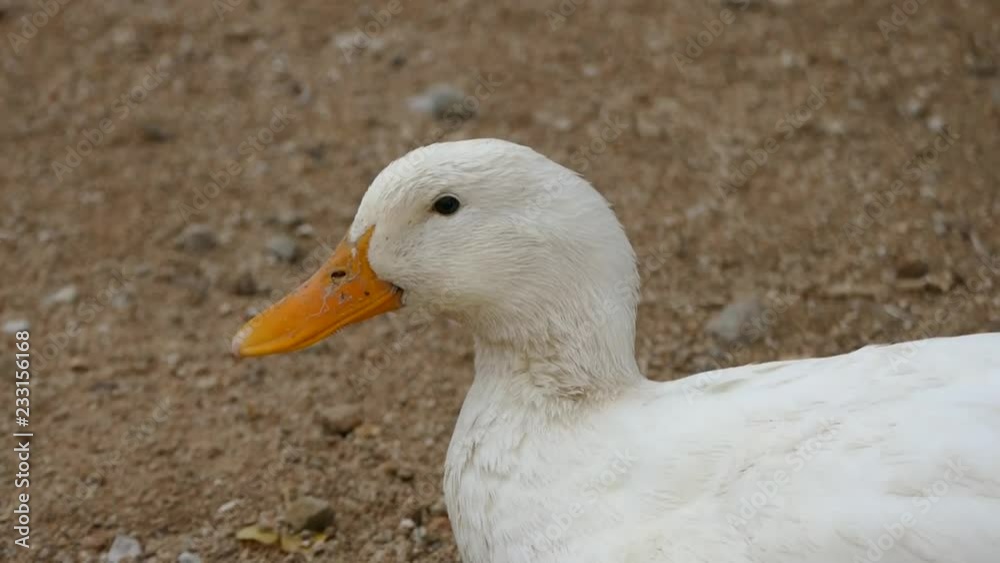 white duck hd video, cute domestic white village duck, white duck hd video, cute domestic white village duck,