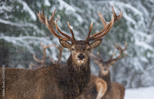 Great Adult Noble Red Deer With Big Horns, Look At You. Portrait Of Great Stag With Big Antlers At Winter Forest Background. Lonely Stag Under Falling Snowflakes.Belarus.