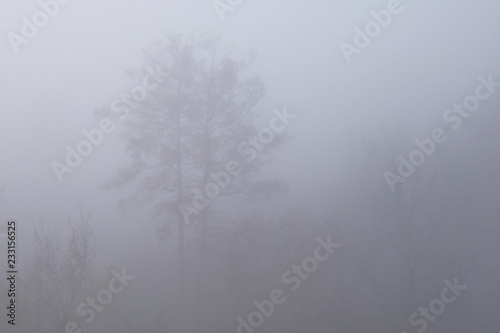 Branches of tree obscured in thick fog. Misty morning in the woods. Mysterious landscape.