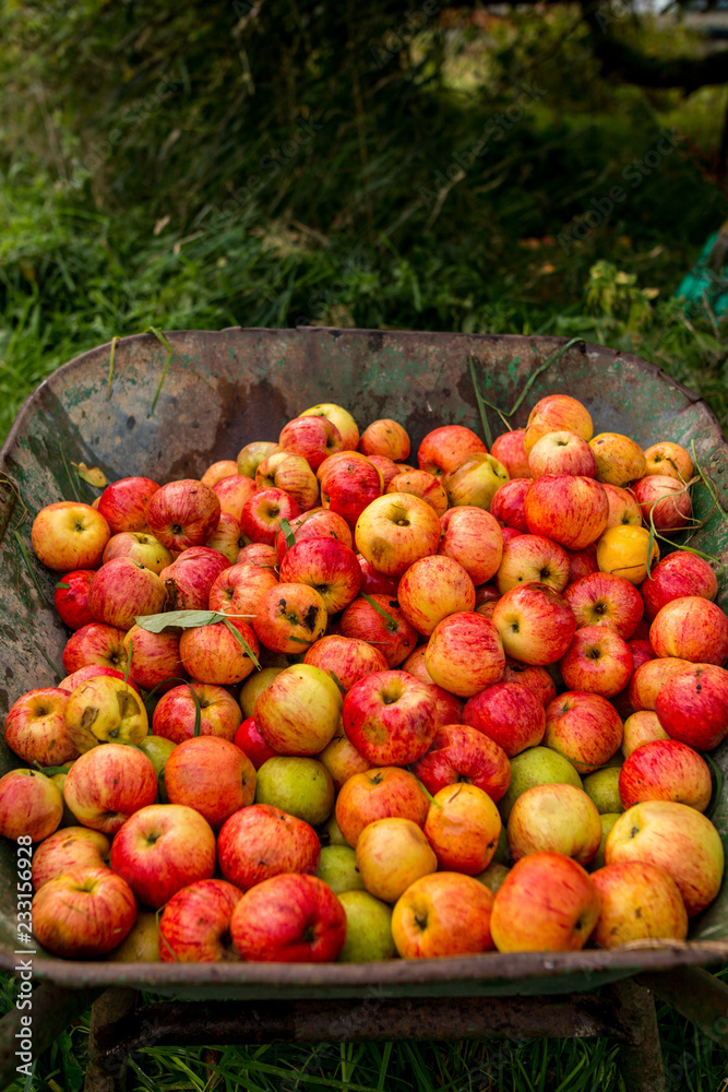 Apfelernte in Schleswig Hollstein