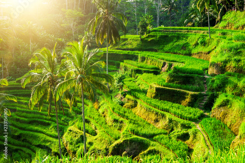 Rice terraces in the Asia