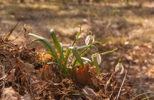 White Galanthus (snowdrops) in spring day