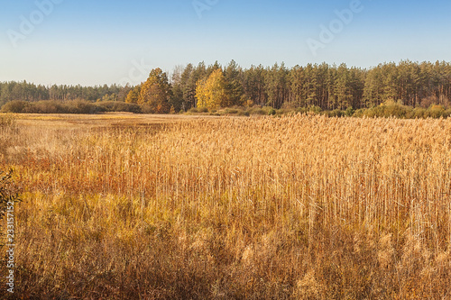 Autumn day in a meadow