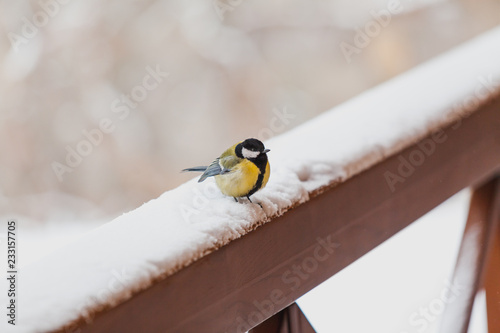 Tit sitting on snowy fence