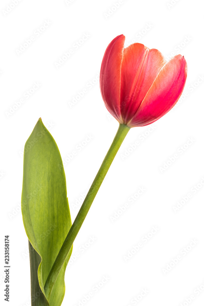 Isolated flower. Red single tulip on a white background Isolated flower. Red single tulip on a white background