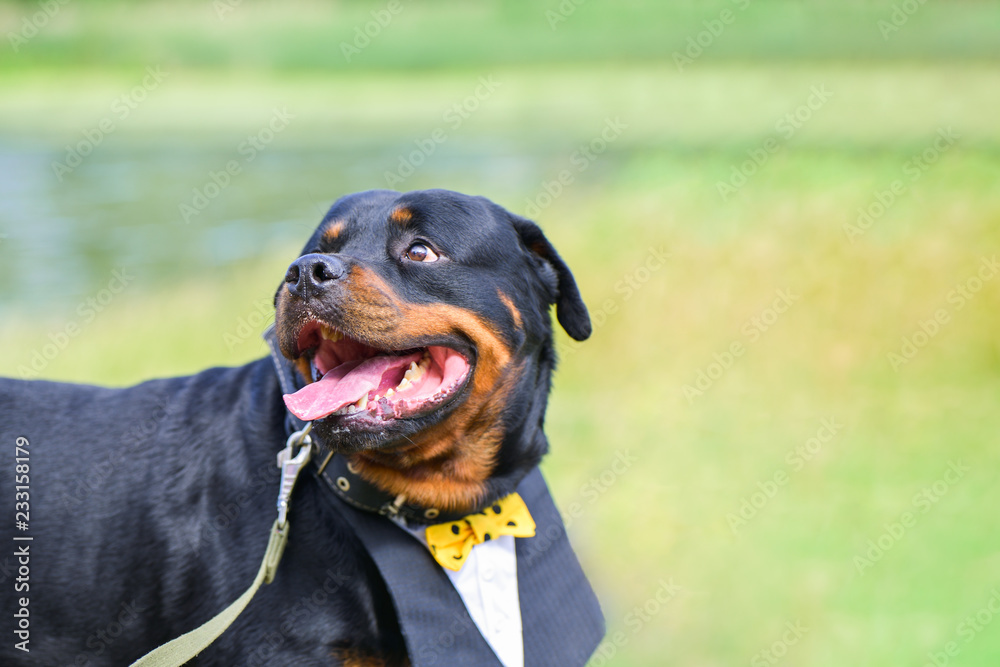 Funny dog Rottweiler with a beautiful shirt, collar smiling in the summer on a green background. On the side there is a place for inscription, copyspace.