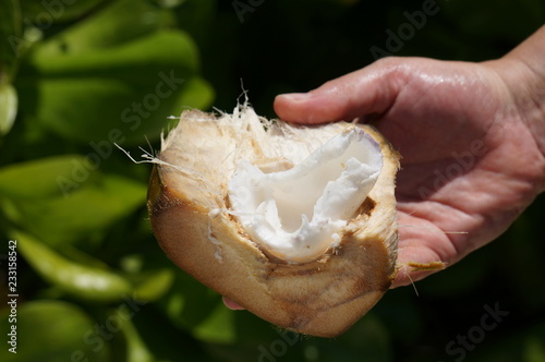 hand with coconut