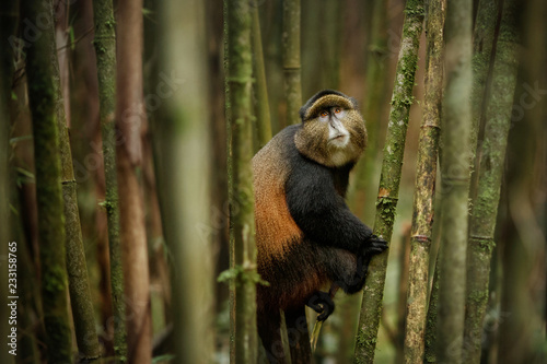 Wild and very rare golden monkey in the bamboo forest. Unique and endangered animal close up in nature habitat. African wildlife. Beautiful and charismatic creature. Cercopithecus kandti. photo