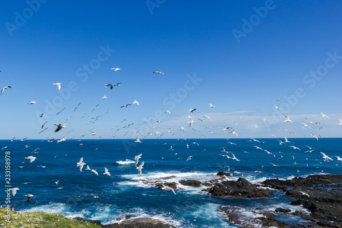 Photos hundrets of flying gulls at The Nobbies , Philip Island, Victoria, Australia